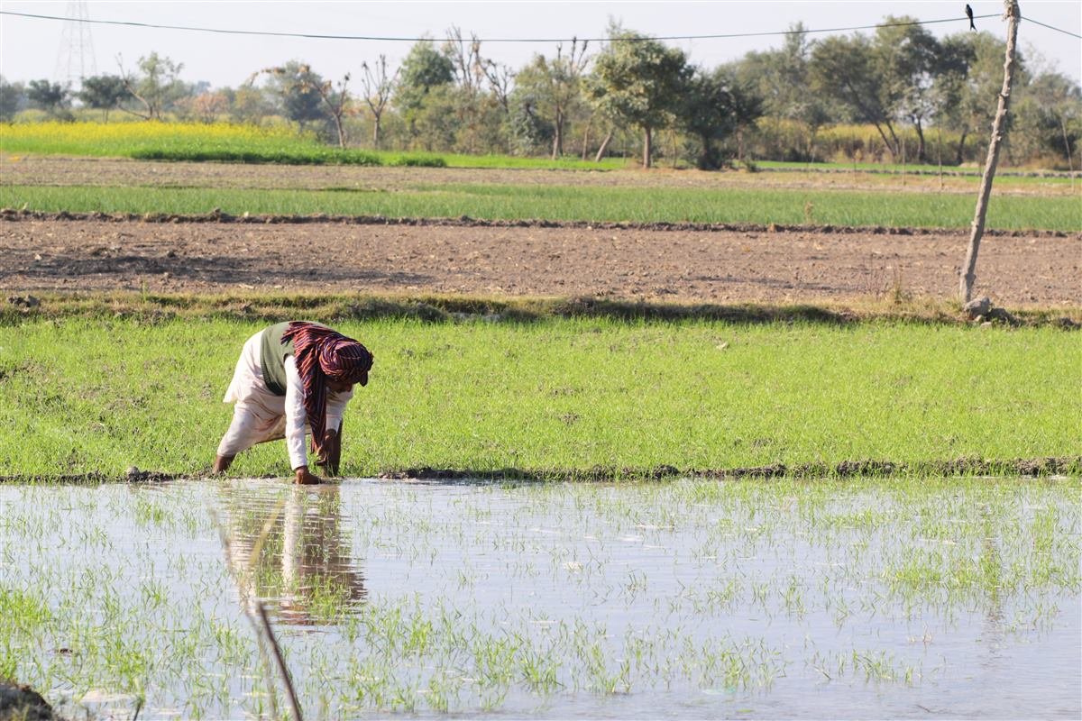 Rural & Agricultural Development
